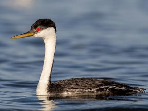 Western Grebe