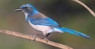 Western Scrub Jay