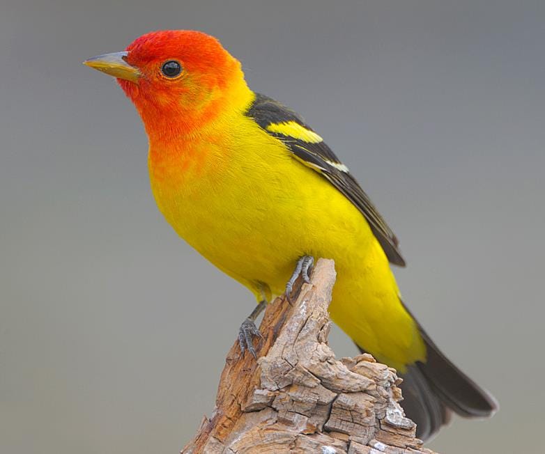 Western Tanager