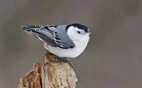 White-Breasted Nuthatch