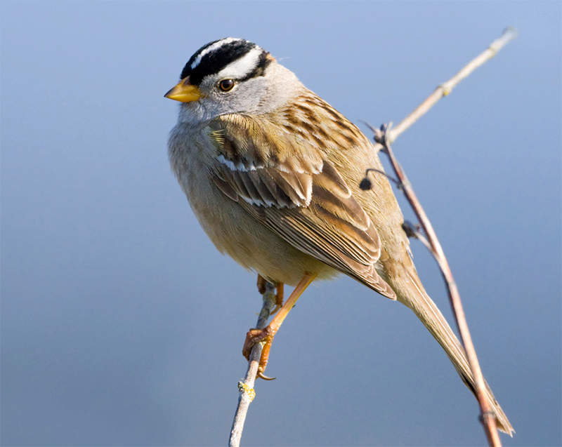 White-crowned Sparrow 