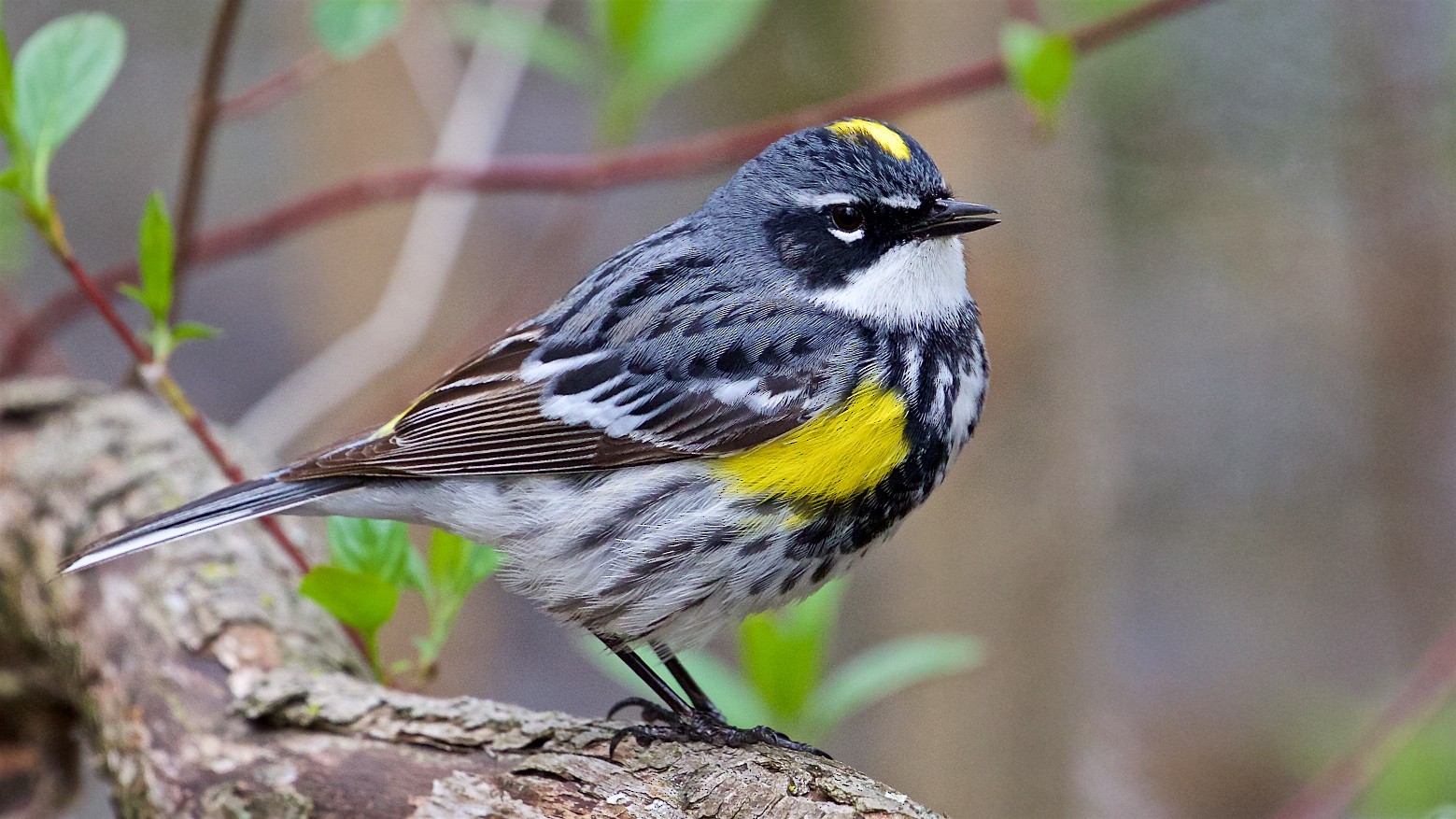 Yellow-rumped Warbler