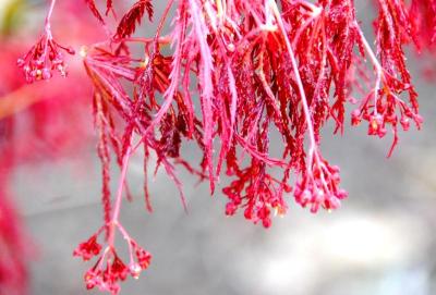 Japanese Maple (Acer palmatum, var. dissectum)