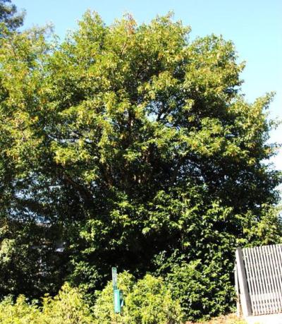 Portuguese Laurel (Prunus lusitanica)