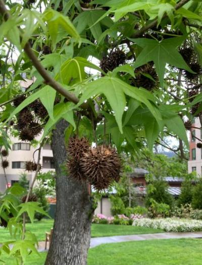 American Sweetgum (Liquidambar styraciflua)