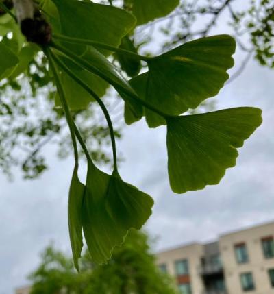 Ginkgo (Ginkgo biloba)