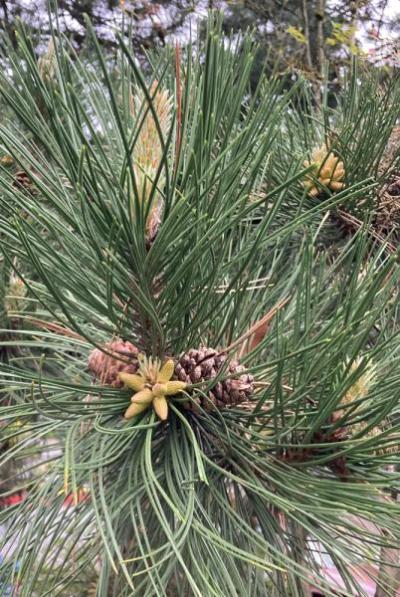 Austrian Pine (Pinus nigra)