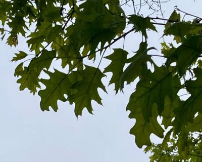 Red Oak (Quercus rubra)