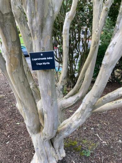 Crape Myrtle (Lagerstroemia indica)