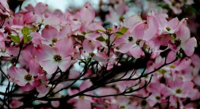 Pink Dogwood (Cornus florida)