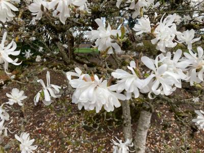 Star Magnolia (Magnolia stellata)