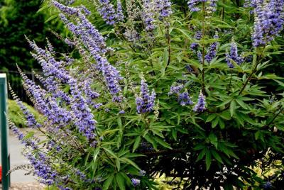 Chaste Tree (Vitex agnus-castus)