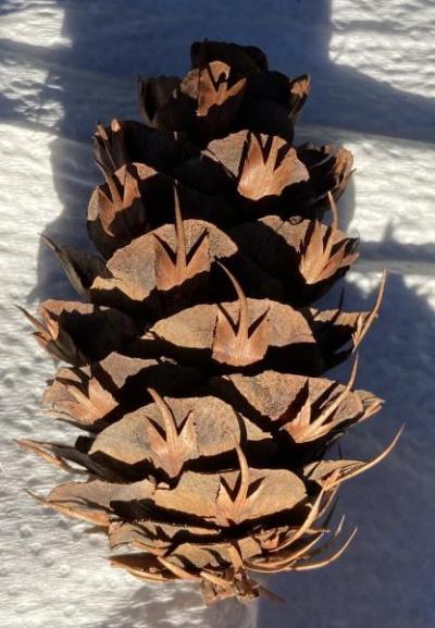 Douglas Fir (Pseudotsuga menziesii)