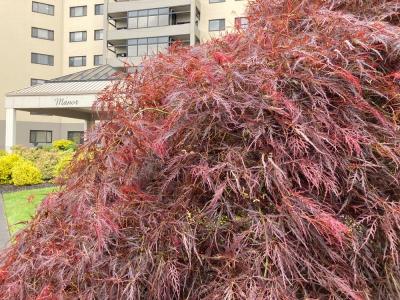 Japanese Maple (Acer palmatum)