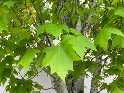 Columnar Maple (Acer rubrum)