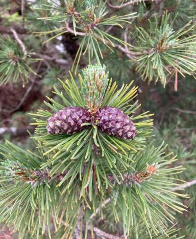 Mugo Pine (Pinus mugo)