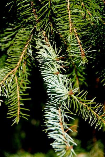 Weeping Serbian Spruce (Picea omorika)