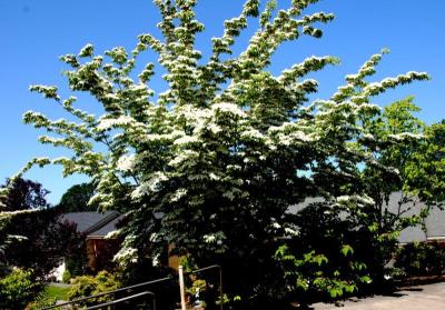 Kousa Dogwood (Cornus kousa)