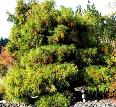 Sawara Cypress (Chamaecyparis pisifera)