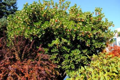 Strawberry Tree (Arbutus unedo)