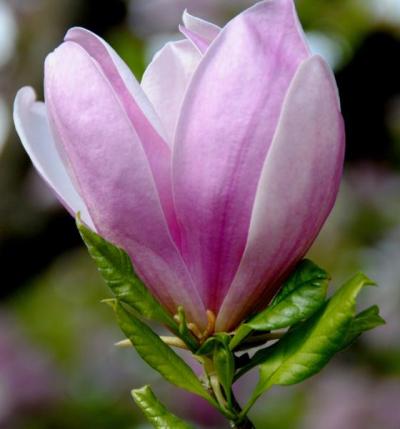 Saucer Magnolia (Magnolia soulangeana)