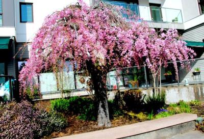 Weeping Flowering Cherry (Prunus subhirtella)