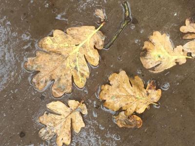 Oregon White Oak (Quercus garryana)