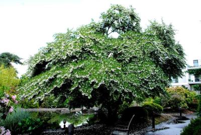 Japanese Snowbell (Styrax japonicus)