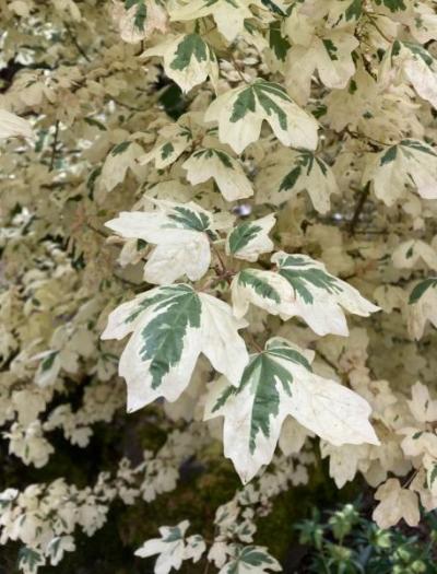 Variegated Field Maple (Acer campestre)