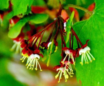 Vine Maple (Acer circinatum)