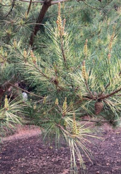 Japanese Red Pine (Pinus densiflora)