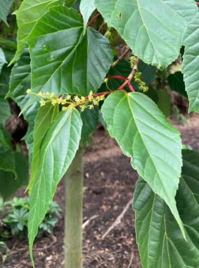 Striped Maple (Acer pensylvanicum)