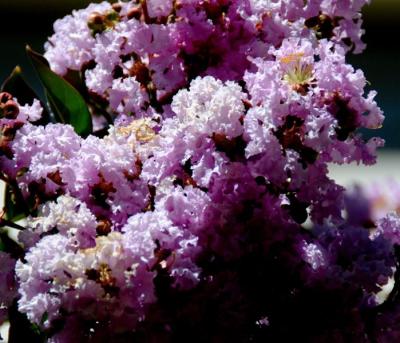 Crape Myrtle (Lagerstroemia indica)