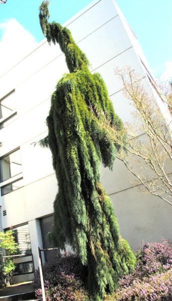 Weeping Giant Sequoia (Sequoiadendrum giganteum)