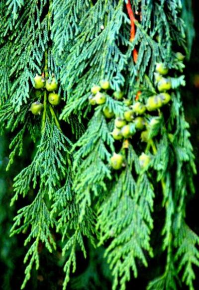 Nootka Cedar (Callitropsis nootkatensis)