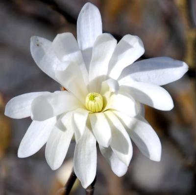 Star Magnolia (Magnolia stellate)