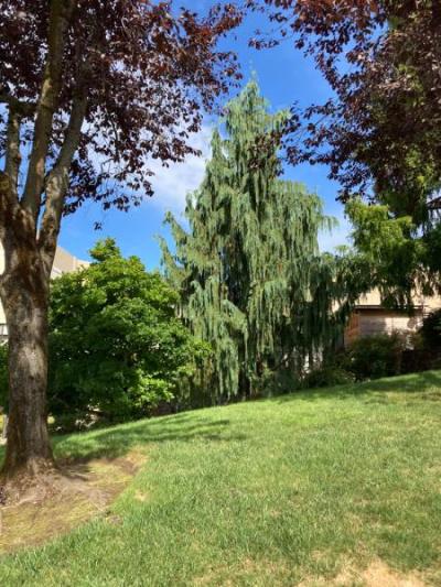 Weeping Nootka (Callitropsis nootkatensis)