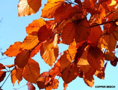 Copper Beech (Fagus sylvatica)