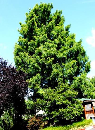 Dawn Redwood (Metasequoia glyptostroboides)