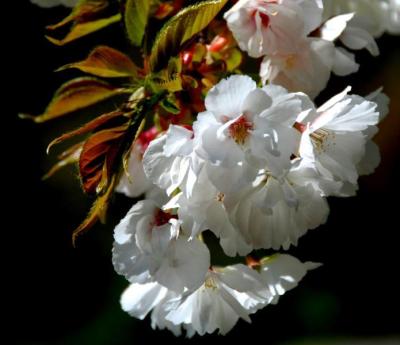 Flowering Cherry (Prunus serrulate)