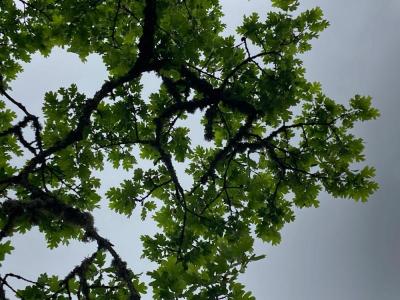 Oregon White Oak (Quercus garryana)