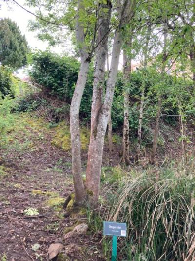 Oregon Ash (Fraxinus latifolia)