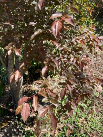 Cherry Plum (Prunus cerasifera)