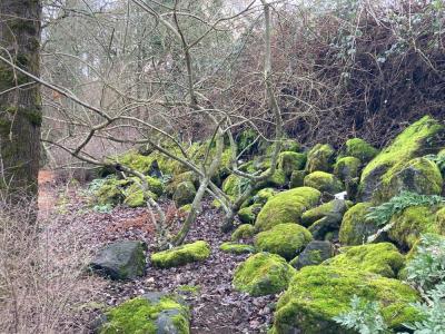 Scouler’s Willow (Salix scouleriana)