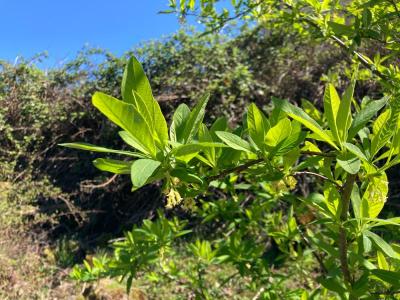 Indian Plum (Oemleria cerasiformis)