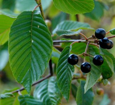 Cascara (Rhamnus purshiana)