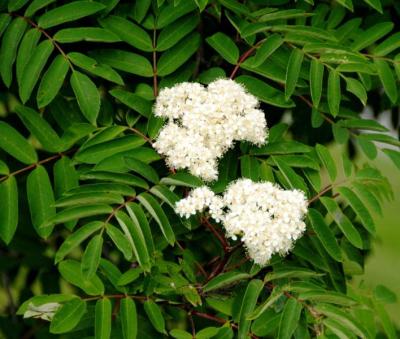 Mountain Ash (Sorbus aucuparia)