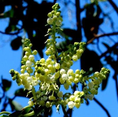 Pacific Madrone (Arbutus menziesii)