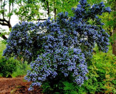 Blue Blossom (Ceanothus thyrsiflorus)