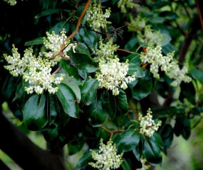 Pacific Madrone (Arbutus menziesii)